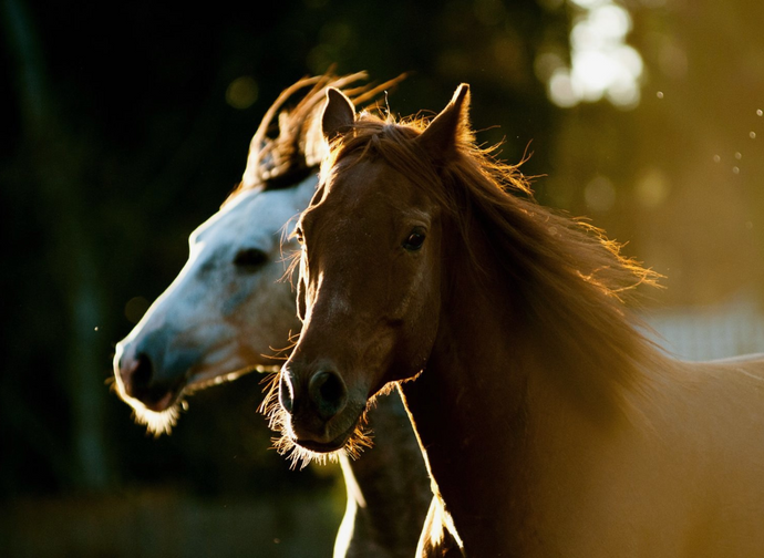 6 ways to protect your horse from insects this summer