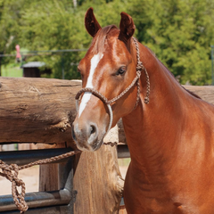 Rope Nose Halter with Lead - Chocolate