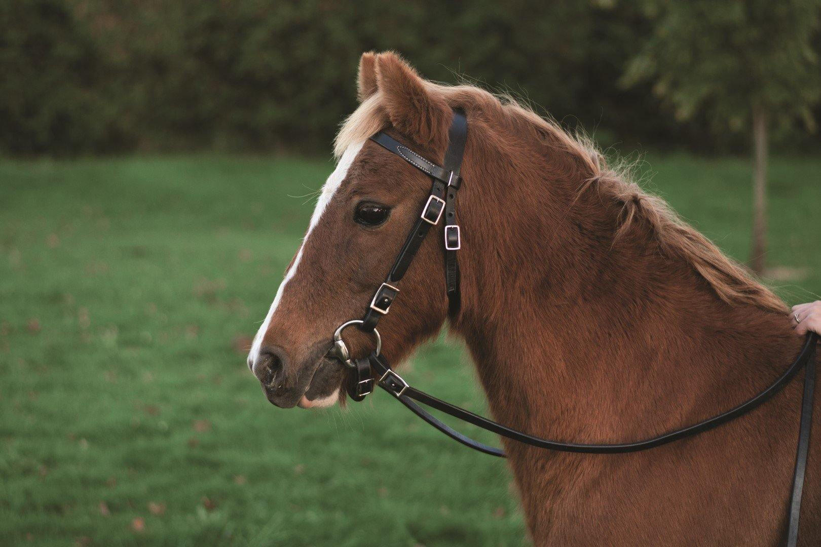 Western Rawhide Plain Pony Bridle & Reins - FG Pro Shop Inc.