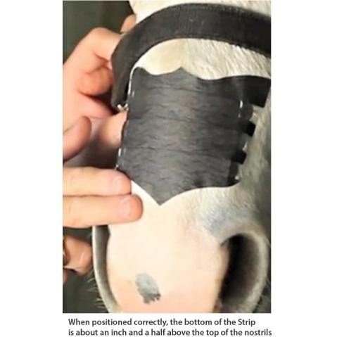 Flair Equine Nasal Strips Single Strip Single Strip - FG Pro Shop Inc.
