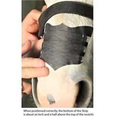 Flair Equine Nasal Strips Single Strip Single Strip - FG Pro Shop Inc.