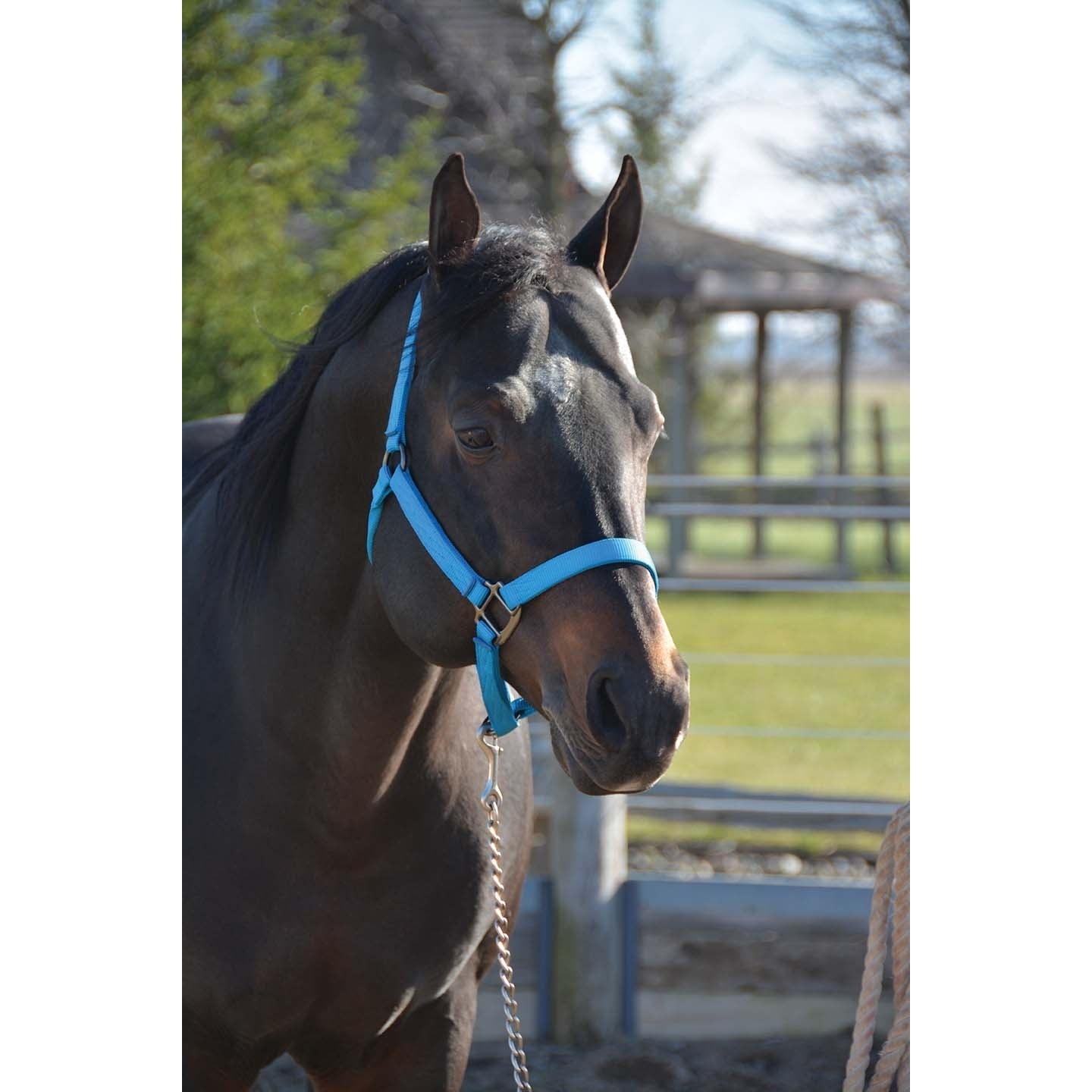 Signature Fashion Halter